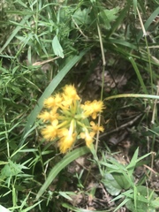 Platanthera cristata