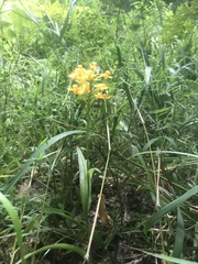 Platanthera cristata