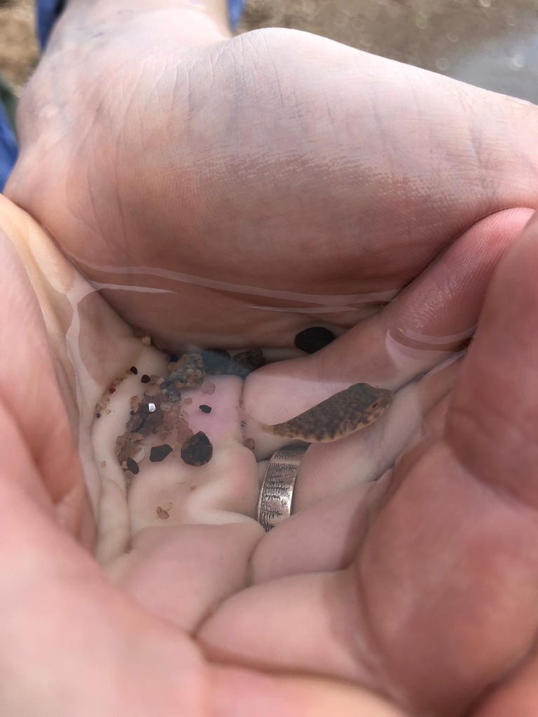 Northern puffer (Sphoeroides maculatus) — Tetraodontidae
