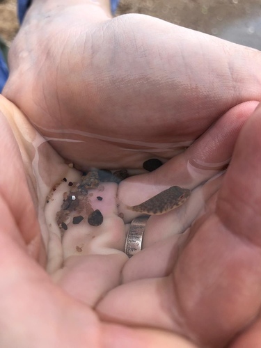 Northern puffer (Sphoeroides maculatus) — Tetraodontidae