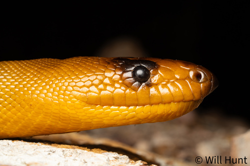 Woma Python sighting