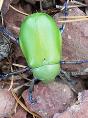 Chrysina erubescens