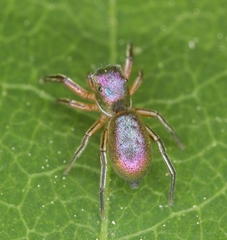 Tutelina similis