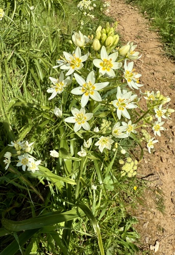 Zygadenus fremontii (Toxicoscordion fremontii)