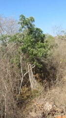 Thouinidium decandrum