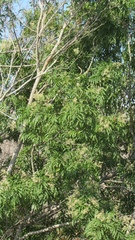 Thouinidium decandrum