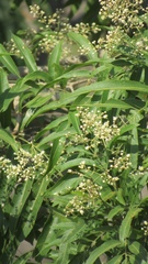 Thouinidium decandrum