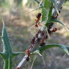 Dorymyrmex bicolor