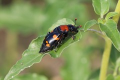 Nicrophorus americanus