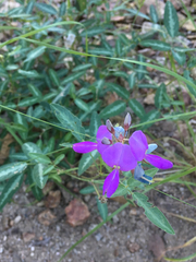 Desmodium batocaulon