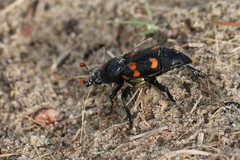 Nicrophorus carolina
