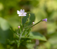 Epilobium strictum