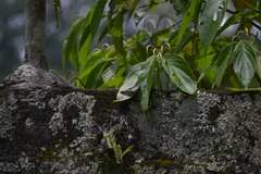 Hamadryas fornax