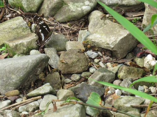 Limenitis doerriesi