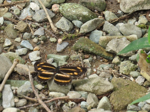 Yellow Sailer