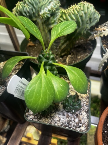 Euphorbia ritchiei ssp. marsabitensis