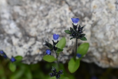 Veronica alpina