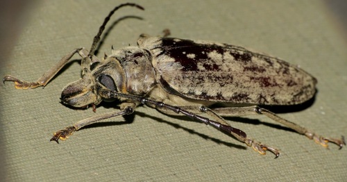 Giant Longhorn photo 5