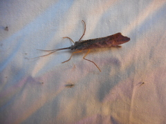 Nemotaulius
