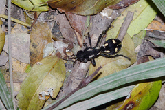 Traumatomutilla graphica