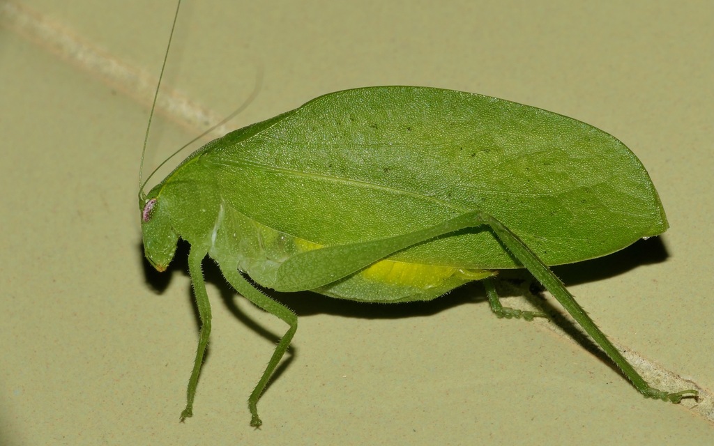 Koothadi Insect Kalahari Oblong-eyed Katydid from Tamboti Tented Camp, East of Orpen ...