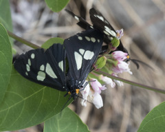Gnophaela latipennis