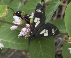 Gnophaela latipennis