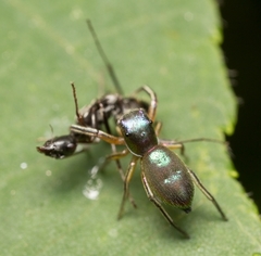 Tutelina similis