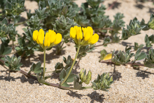 Grey bird's-foot-trefoil
