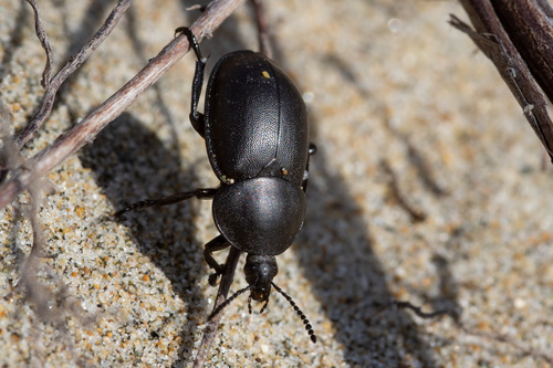 Smooth Carrion-beetle