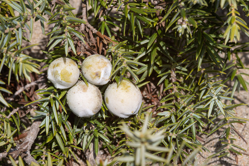 Oxycèdre à gros fruits