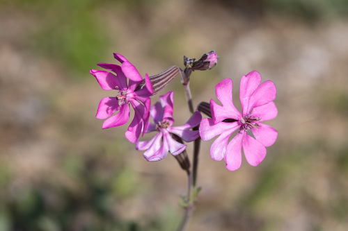 Mediterranean Catchfly