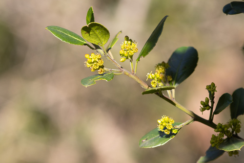 Mediterranean buckthorn