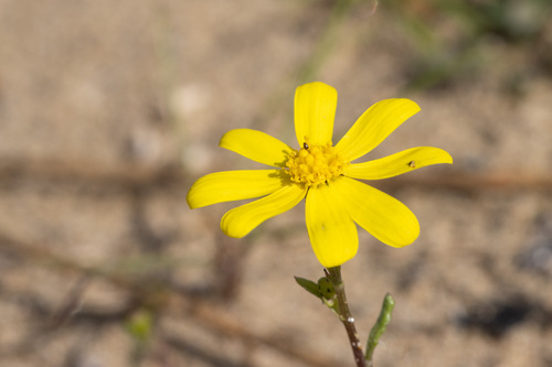 Chamomile-leaved Groundsel