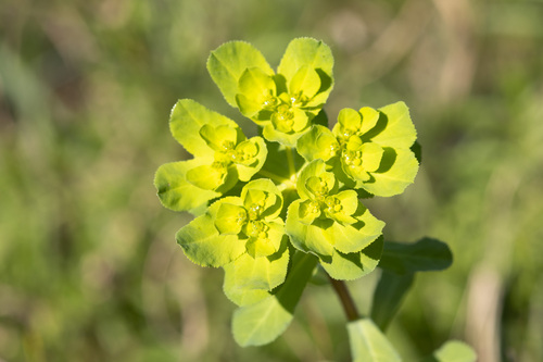 Sun spurge