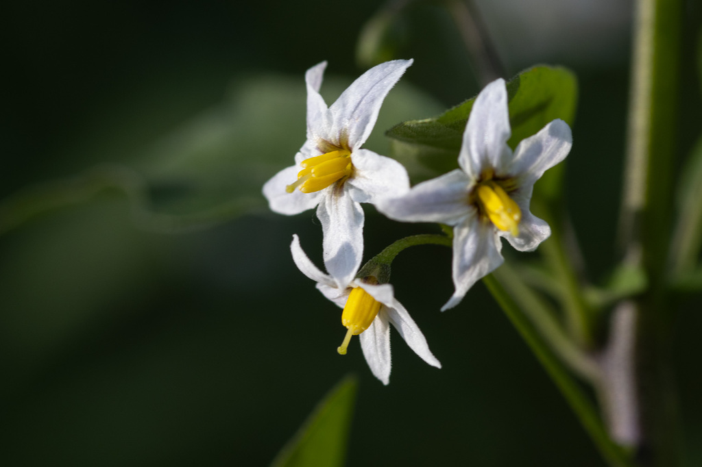 Tall nightshade