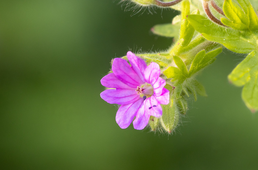 Dove's-foot crane's-bill