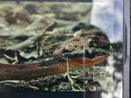 Gunung Murud Keelback