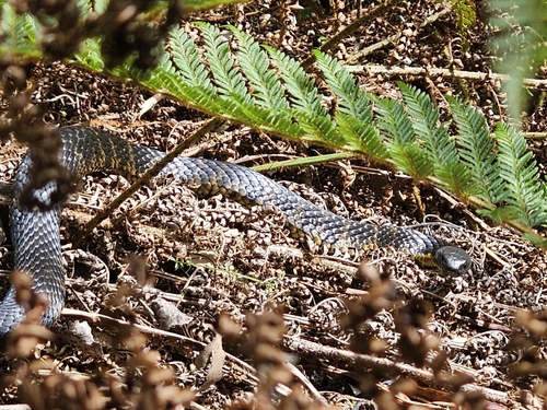 Tiger Snake sighting
