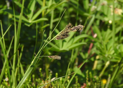 Carex buxbaumii
