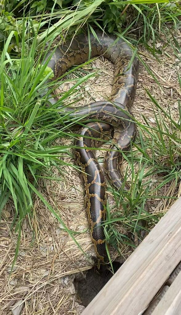 Burmese Python in February 2025 by monkeysnake · iNaturalist