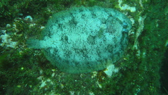 Zeugopterus punctatus