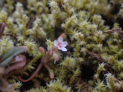 Image of Claytonia exigua by no rights reserved