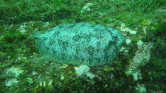 Zeugopterus punctatus