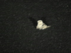 Phalaenoptilus nuttallii