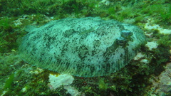 Zeugopterus punctatus