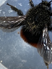 Bombus coccineus