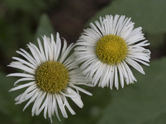 Erigeron coulteri