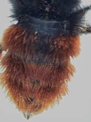 Bombus coccineus