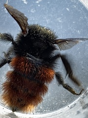 Bombus coccineus
